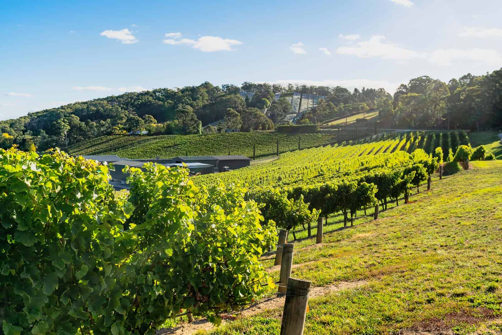 Top 5 Attractions in the Adelaide Hills Coast & Country